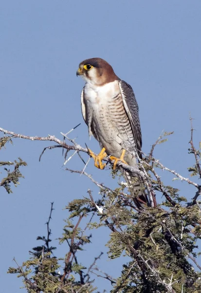 Африканский "Гоястреб" - Acciter tachiro - Botswana — стоковое фото