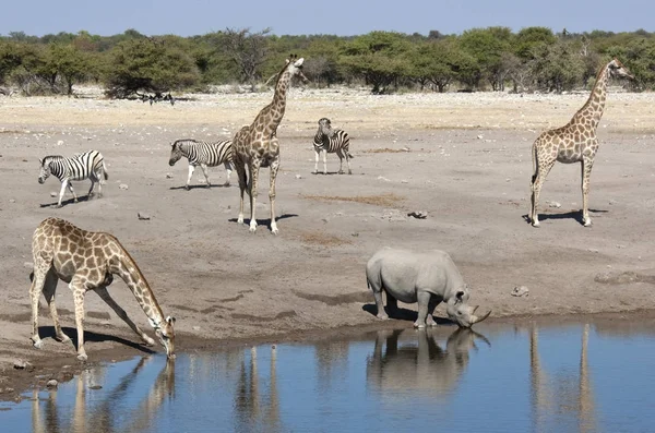Vida selvagem africana em um buraco de água na Namíbia — Fotografia de Stock
