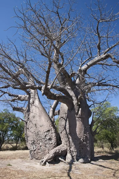 Baobab Tree (Adansonia digitata)