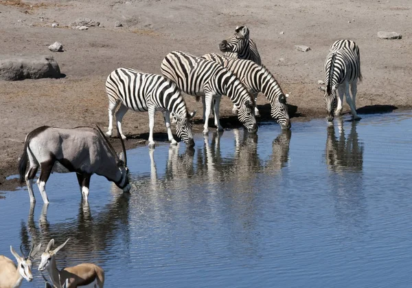 Vida silvestre africana en un pozo de agua en Namibia —  Fotos de Stock