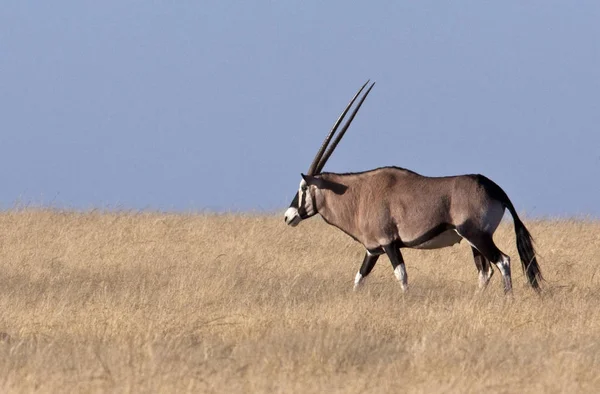 Gemsbok (Oryx) - Damaraland - Namibya — Stok fotoğraf