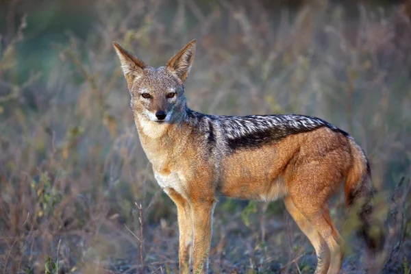 Chacal con respaldo negro - Parque Nacional Chobe - Botswana — Foto de Stock