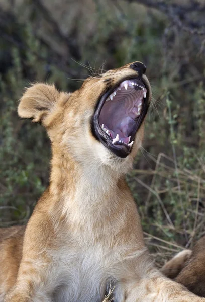 Aslan yavrusu - Savuti bölgesi Botsvana — Stok fotoğraf