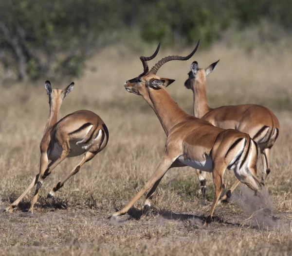 Impala - Região Savuti do Botsuana — Fotografia de Stock