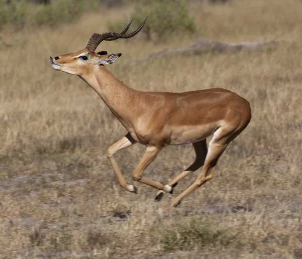 Impala - Savuti-Region von Botswana — Stockfoto