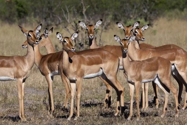 Impala Feminina - Região Savuti do Botsuana — Fotografia de Stock