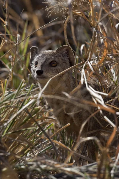 Small-Spotted Genet - Botswana — kuvapankkivalokuva