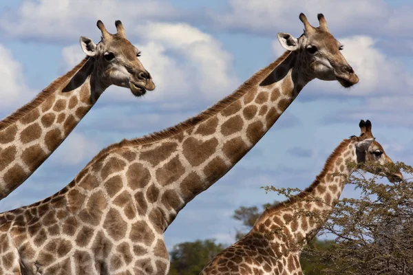 Giraffa - Regione Savuti del Botswana — Foto Stock