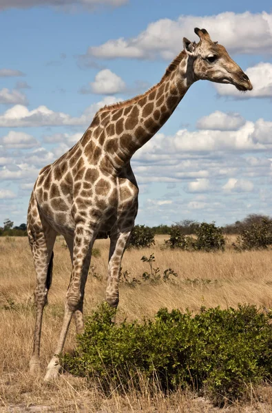 Giraffe - Giraffa camelopardalis - Botswana — Stock Photo, Image