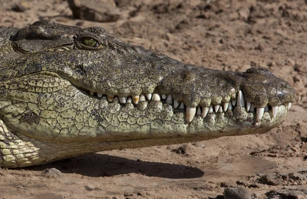 Nilen krokodil - Chobe River i Botswana — Stockfoto