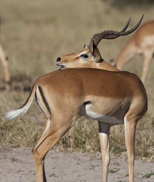 Impala Masculino - região Savuti do Botsuana — Fotografia de Stock