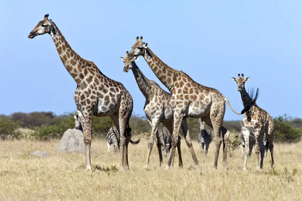 Girafa - Região Savuti do Botsuana — Fotografia de Stock