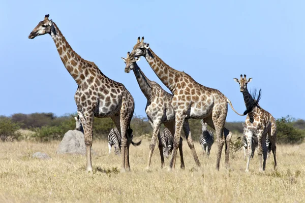 Jirafa - Región de Savuti de Botswana — Foto de Stock