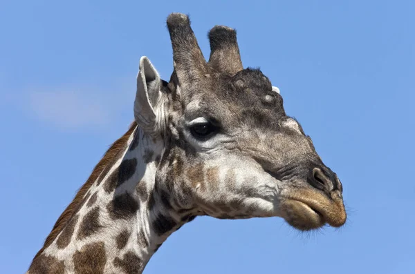 Jirafa - Región de Savuti de Botswana — Foto de Stock