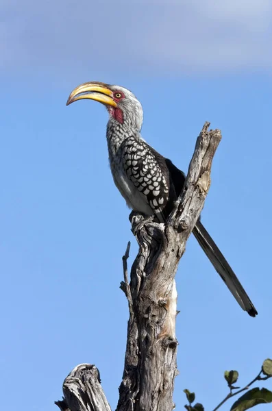 Gul-faktureret Hornbill - Botswana - Stock-foto