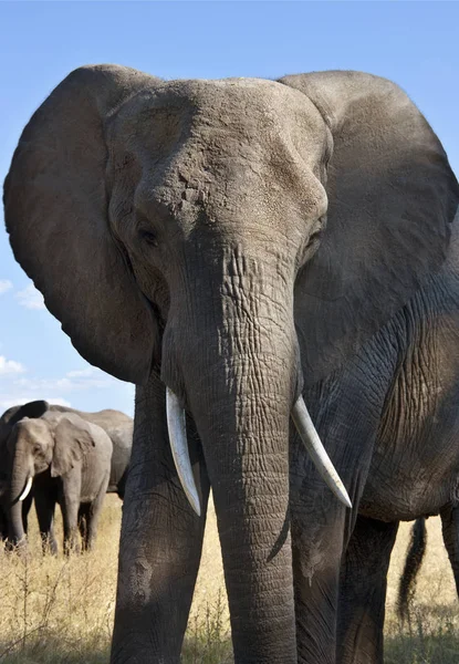 Afrikanischer Elefant - Savuti-Region Botswana — Stockfoto