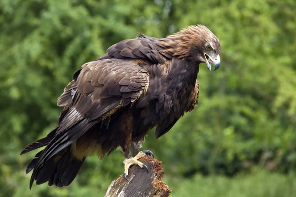 Golden Eagle - Scottish Highlands — Stock Photo, Image