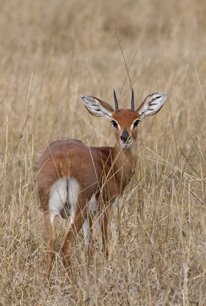 Steenbok (Raphicerus campestris) - Botswana — стокове фото
