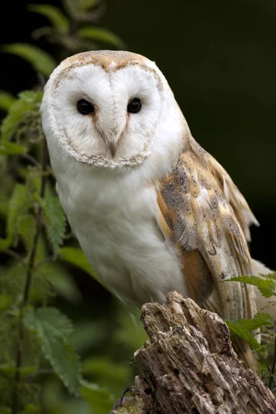 Barn Owl (Tyto alba) - United Kingdom — Stock Photo, Image