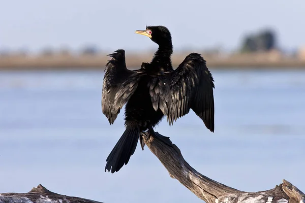 Cormorano di canna - Botswana — Foto Stock