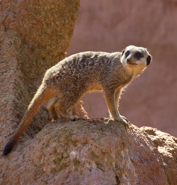 Meerkat - (Suricata suricatta) - Botswana — Stock Photo, Image