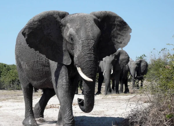 Afrikansk elefant - Botswana – stockfoto