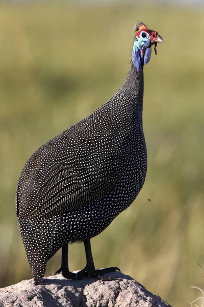 Helmeted Guineafowl - Okavango Delta - Botswana — Stock Image Helmeted Guineafowl - Okavango Delta - Botswana Stock Image