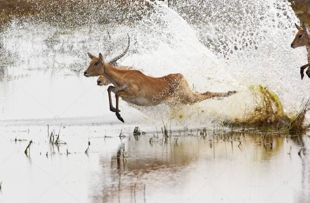  Red Lechwe antelopes - Chobe National Park - Botswana