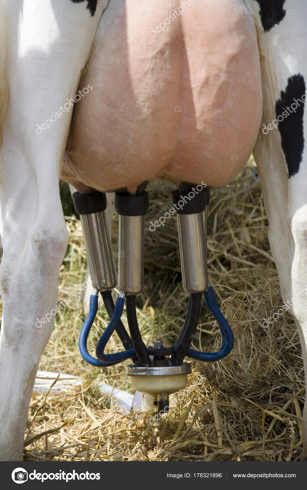 Как доить корову доильным аппаратом. Доильный аппарат для коров аид 2 неисправности. Доильный аппарат зорька. Доильный аппарат для коров. 4.