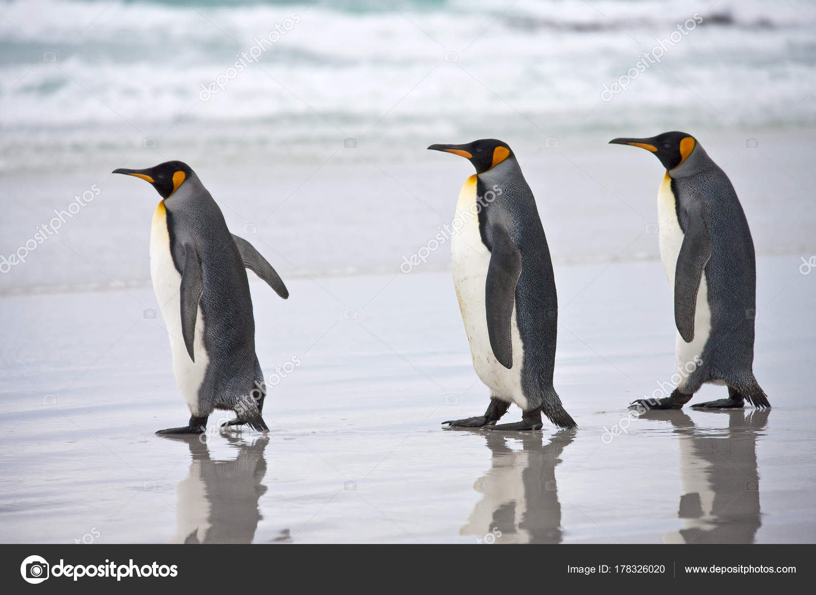 King Penguins - Falkland Islands Stock Photo by ©Steve_Allen 178326020