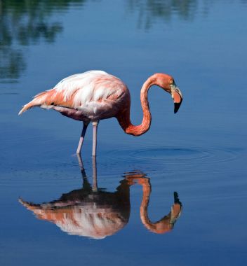 Büyük Flamingo (Phoenicopterus ruber) - Galapagos Adaları