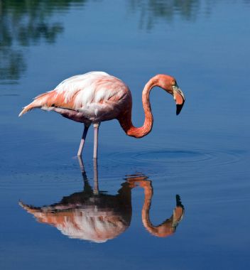 Greater Flamingo (Phoenicopterus ruber) - Galapagos Islands clipart