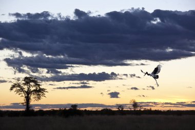 Saddle-billed Stork - Botswana  clipart