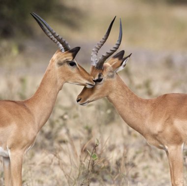 İki erkek Impala - Savuti bölgesi Botsvana