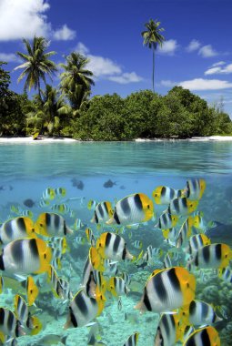 Tropikal Lagoon - Fransız Polinezyası'nda