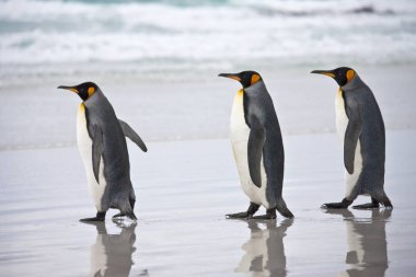 Kral penguen - falkland Adaları