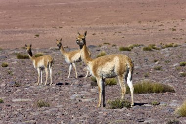 Çok - Şili Atacama Çölü'nde