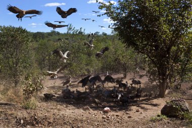 Vultures at a kill - Zimbabwe clipart