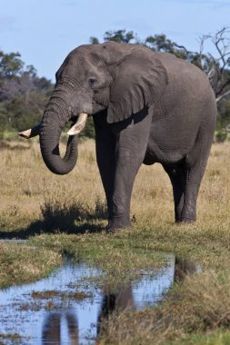African Elephant - Okavango Delta - Botswana clipart
