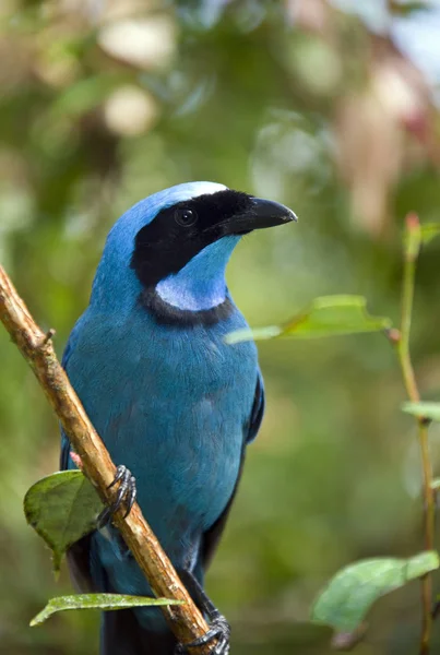 Turkuaz jay - Min'in bulut ormanı - Ekvador — Stok fotoğraf