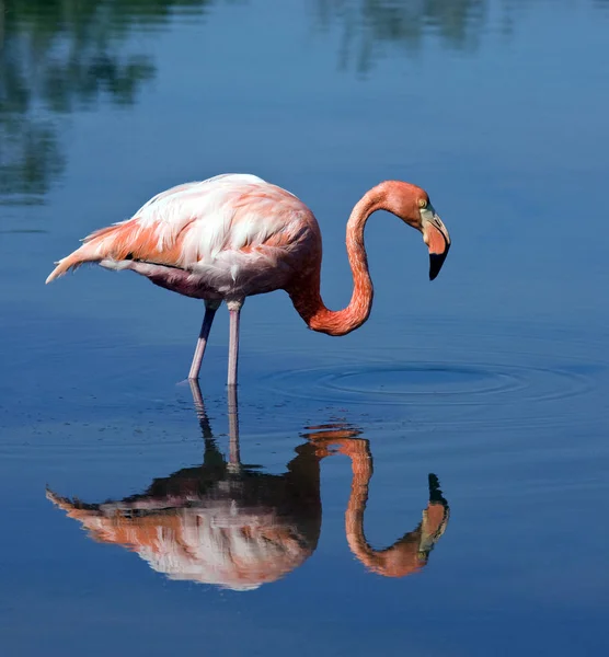 Büyük Flamingo (Phoenicopterus ruber) - Galapagos Adaları — Stok fotoğraf