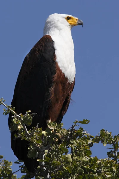 Afrikanska fisk örn - botswana — Stockfoto