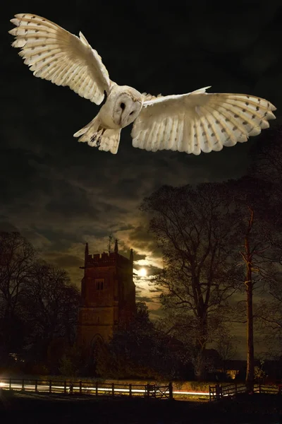 Barn Owl (Tyto alba) - Reino Unido — Fotografia de Stock