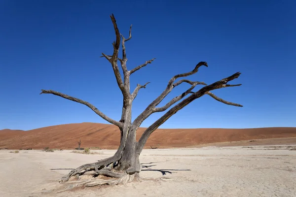 Árvore petrificada em Dead Vlei saleiro perto de Sossusvlei no Nami — Fotografia de Stock