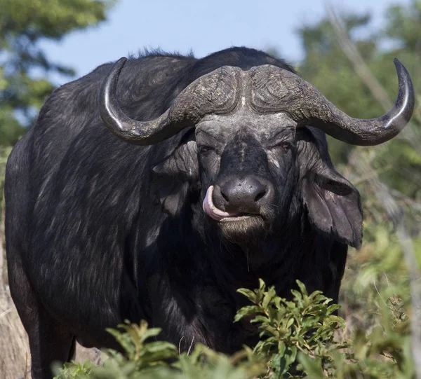 Buffalo africano - Delta dell'Okavango - Botswana — Foto Stock