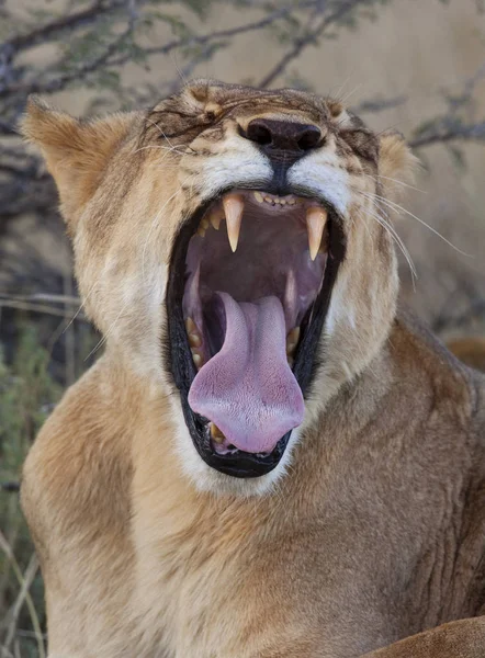 萨维--博茨瓦纳的母狮区 — 图库照片
