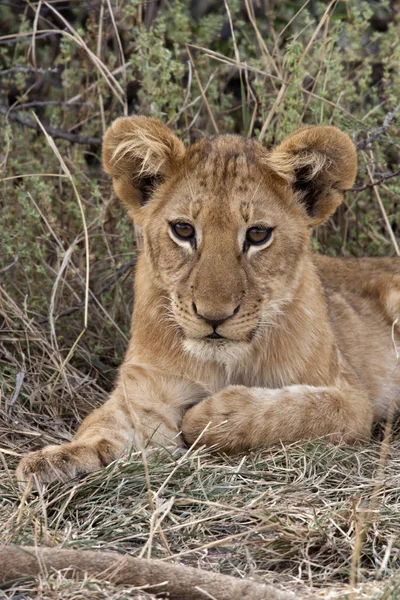 Lion cub - Savuti region of Botswana — Stock Photo, Image