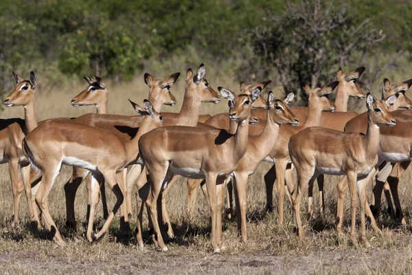 Group of Impala - Savuti region of Botswana — Stock Photo, Image