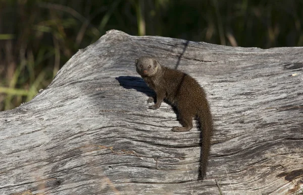 Карлик Mongoose - Savuti регіону Ботсвани — стокове фото