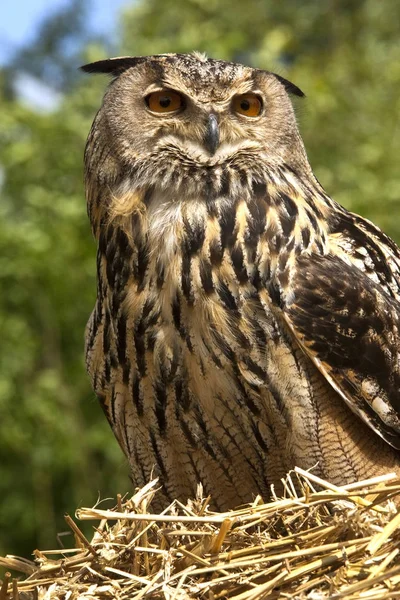 European Eagle Owl - Scottish Highlands — Stock Photo, Image